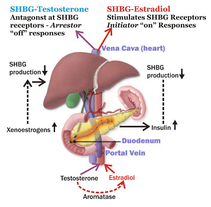 Steroid hormone mechanism