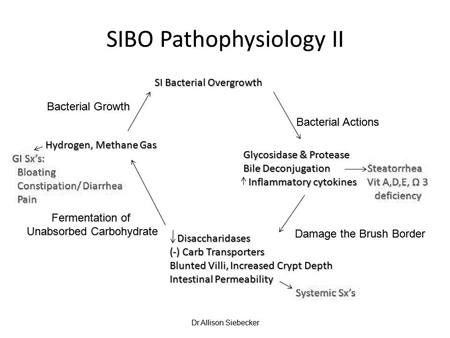 SIBO Pathophysiology II