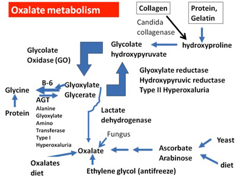 oxalate metabolism
