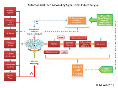 Mitochondrial Feed Forwarding Signals