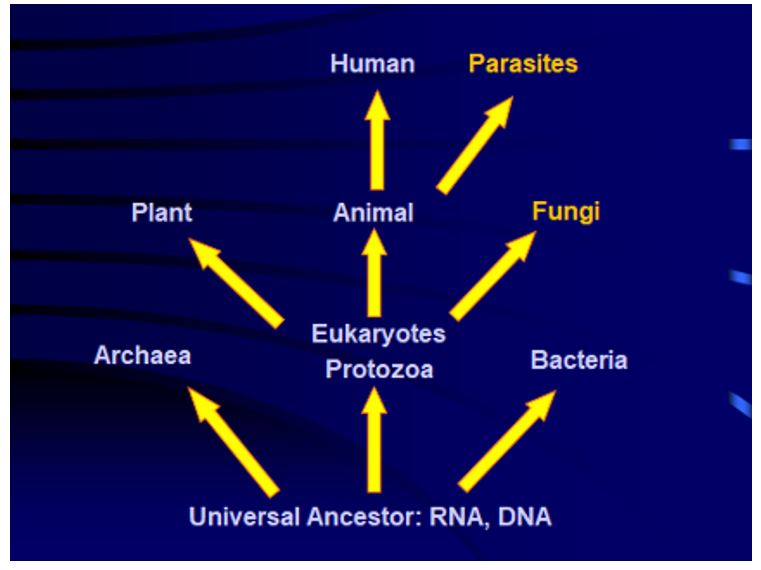 Chart showing progression of RNA and DNA up through humans and parasites.