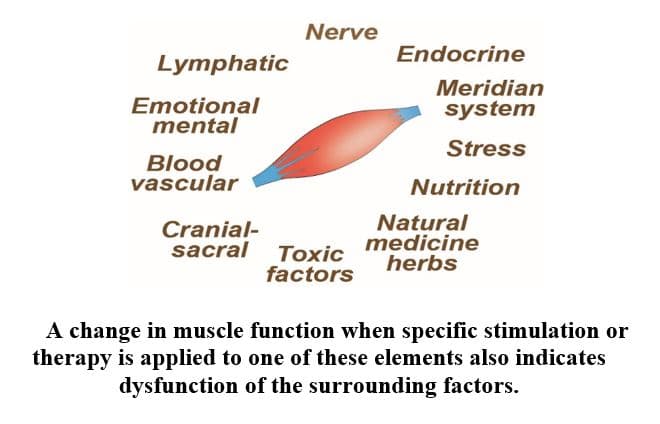 Diagram of the affected areas of muscle function.